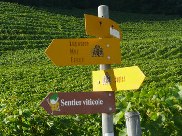 Une flche du sentier viticole davant des vignes.
