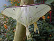 Grand papillon tropical blanc sur un tronc.